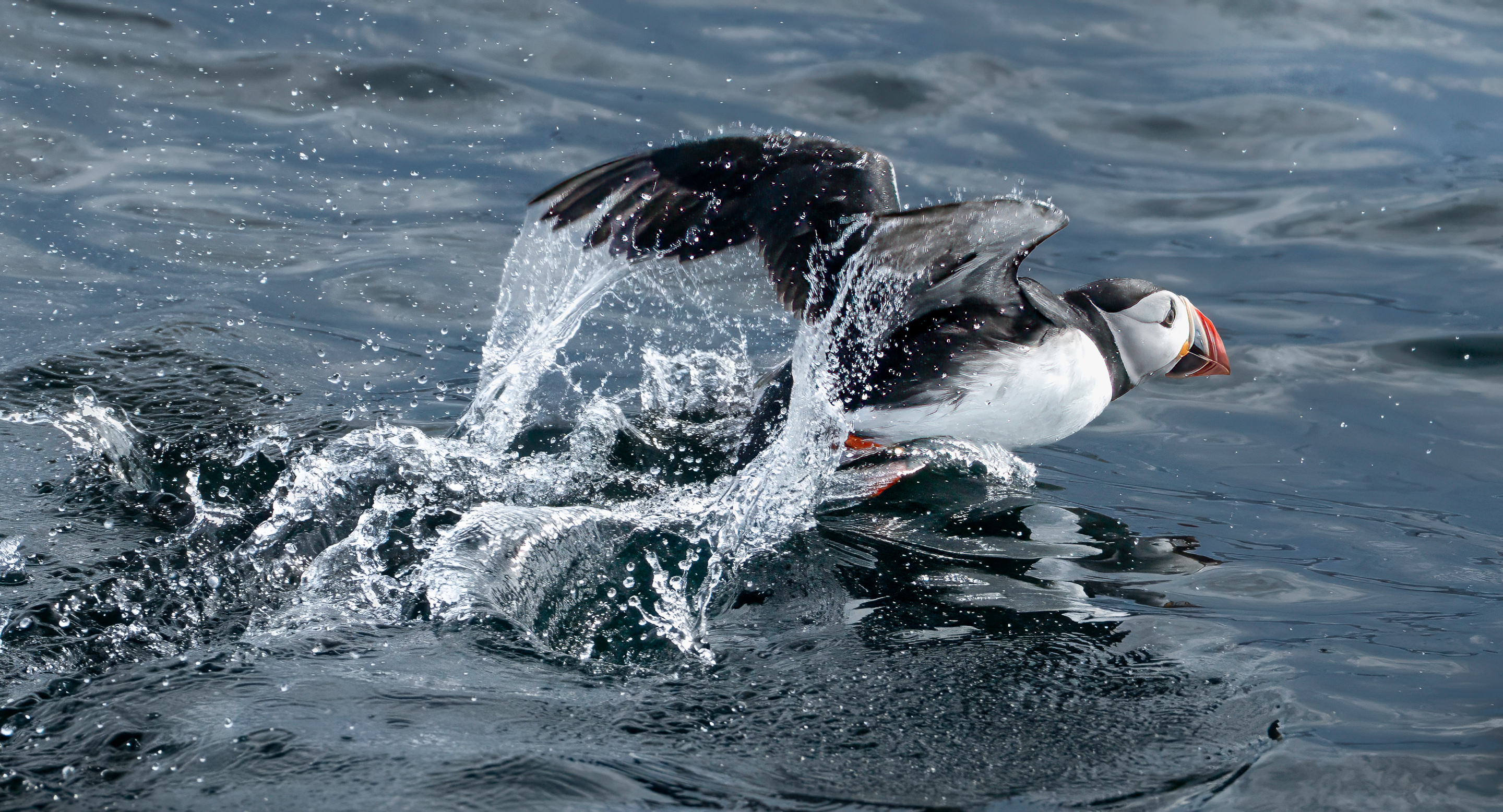 2nd PrizeOpen Nature In Class 3 By Kathy Chartier For Smooth Landing FEB-2026.jpg